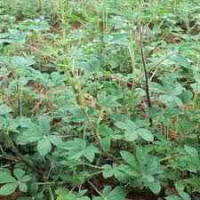 Girigiri/ Jjobyo - Spider Plant: High yielding local vegetable 